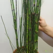 Equisetum hyemale