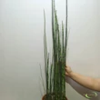 Equisetum hyemale