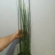 Equisetum hyemale