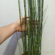 Equisetum hyemale