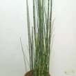 Equisetum hyemale