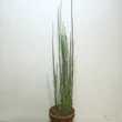 Equisetum hyemale