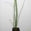 Equisetum japonicum / Japán zsurló
