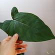 Xanthosoma sagittifolium Violence