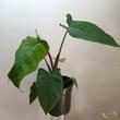 Xanthosoma sagittifolium Violence
