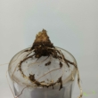 Xanthosoma albomarginata