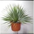 Yucca rostrata
