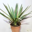 Yucca gloriosa Variegata