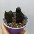 Zamioculcas zamiifolia Raven Black