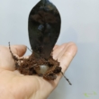 Zamioculcas zamiifolia Raven Black