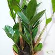 Zamioculcas zamiifolia