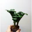 Zamioculcas zamiifolia zenzi