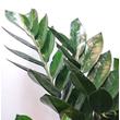 Zamioculcas zamiifolia Supernova