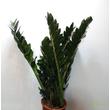 Zamioculcas zamiifolia Supernova