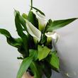 Zantedeschia Crystal blush (fehér)