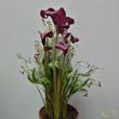Zantedeschia Frozen Queen