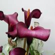 Zantedeschia Frozen Queen