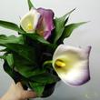 Zantedeschia lila