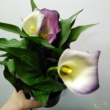 Zantedeschia lila