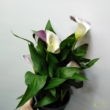 Zantedeschia lila