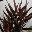 Zingiber Luteocarpa