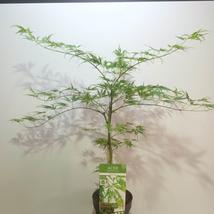 Acer palmatum Dissectum