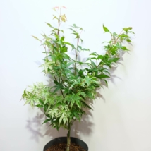 Acer palmatum Ukigumo
