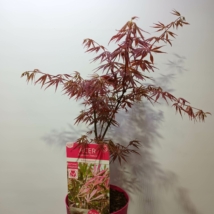 Acer palmatum Extravaganza