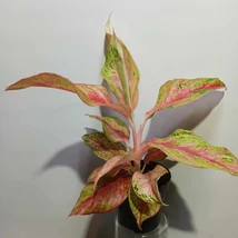 Aglaonema Prestige