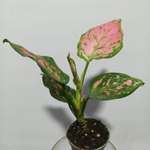 Aglaonema Red Valentine