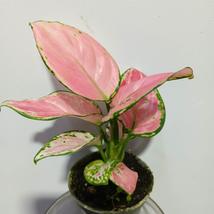 Aglaonema Red Zirkon