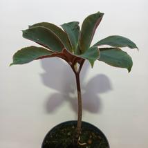 Amorphophallus Atroviridis GUMÓ