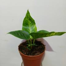 Anthurium hookeri variegata