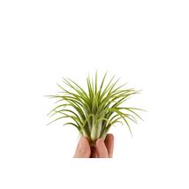 Tillandsia ionantha zöld