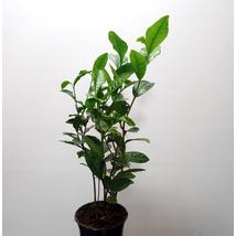 Camellia sinensis
