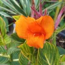 Canna Striata pretoria