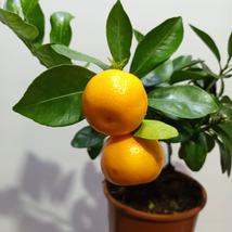 Citrus calamondin