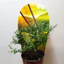 Citrus australasica