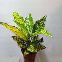 Codiaeum Goldking