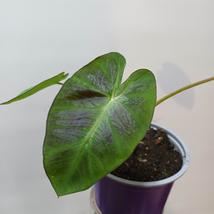 Colocasia royal Hawaiian aloha