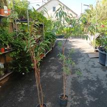 Eucalyptus camaldulensis