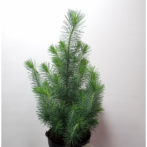 Pinus pinea Silver Crest