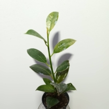 Ficus elastica Petite Melany
