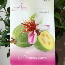 Acca sellowiana