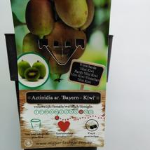 Actinidia arguta Bayern ♀