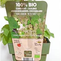 Ribes rubrum Witte Parel