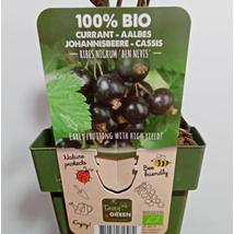 Ribes nigrum Ben Nevis