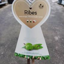 Ribes uva-crispa Hinnonmäki Grön