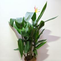 Heliconia Hawaii