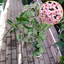 Hoya Krinkle Eight